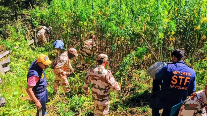 कुल्लू जिला में भाग की खेती के खिलाफ अभियान चलती टीम, Photo Credit-Kullu Police 