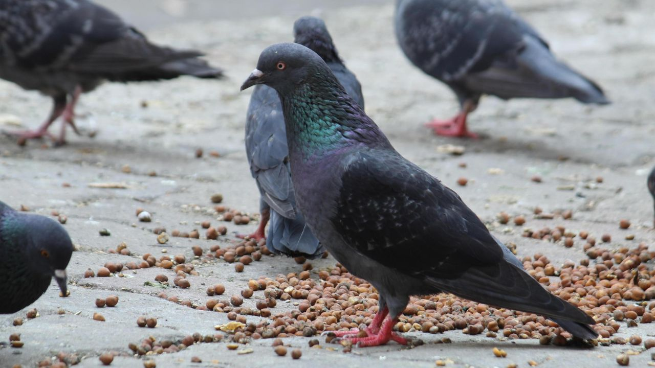 Pigeon, Photo Credit: Freepik 