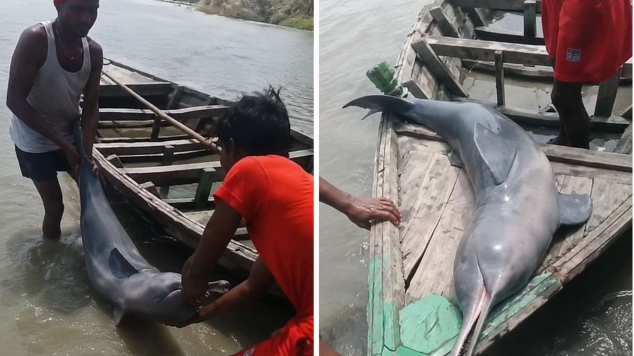 Gangetic Dolphin Bihar, Dolphin Viral Video