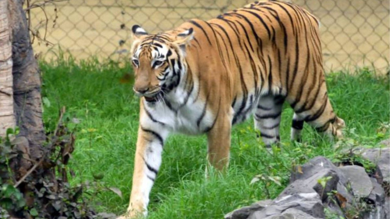 Alipore Zoo Kolkata