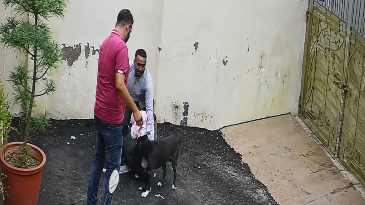 pitbull dog Attacked a couple