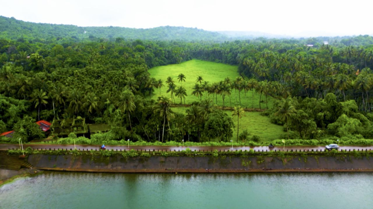 Coconut Cultivation 