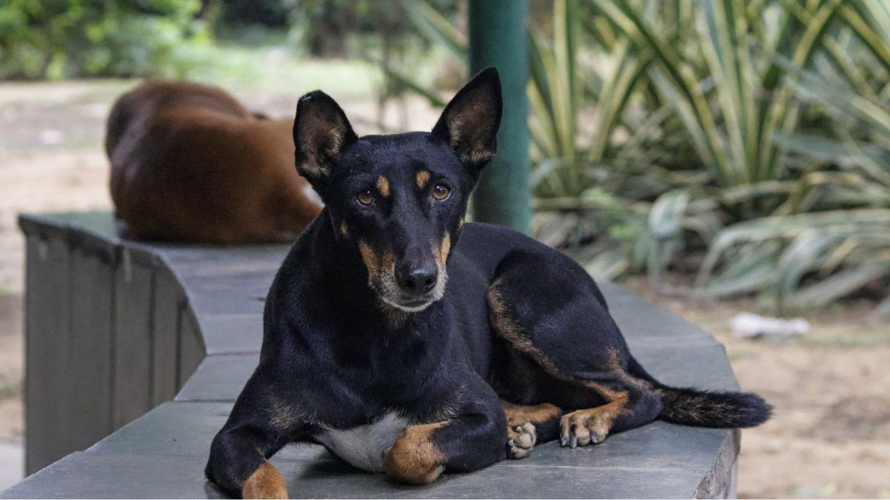 stray dogs guidelines