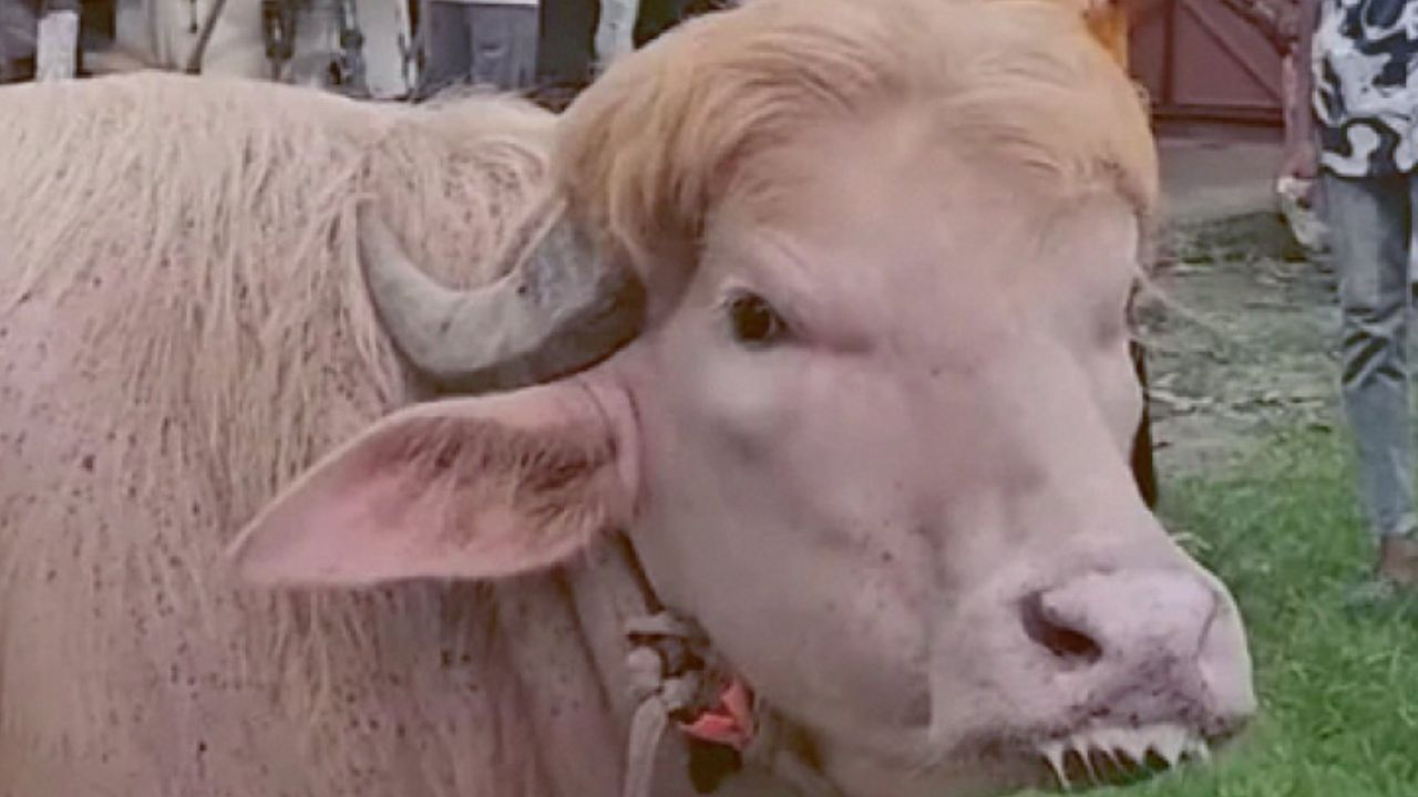 Donald Trump buffalo