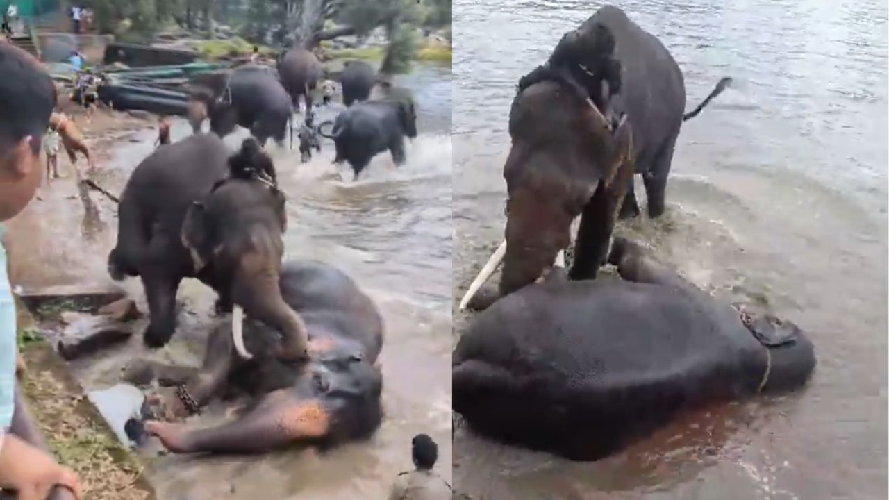 elephant fight 
