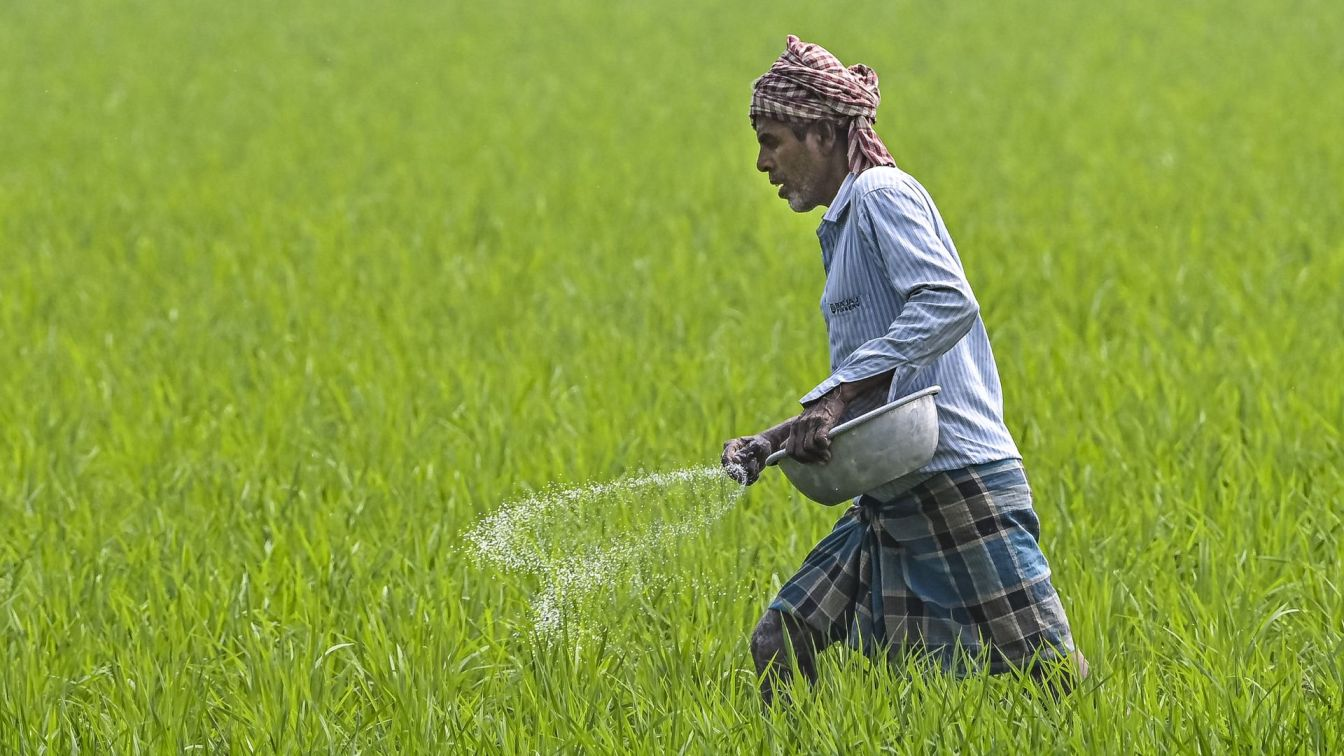 farmer spreads fertilizers