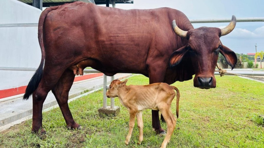First IVF Female Calf In Assam