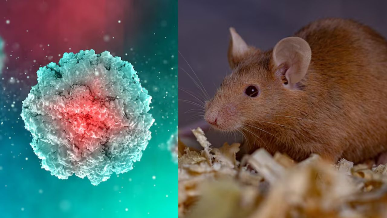 hantavirus outbreak