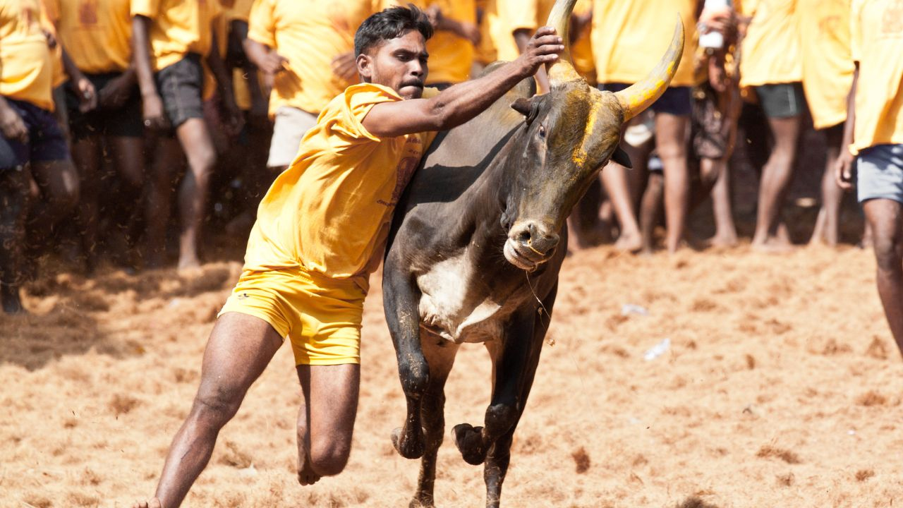 Jallikattu Festival