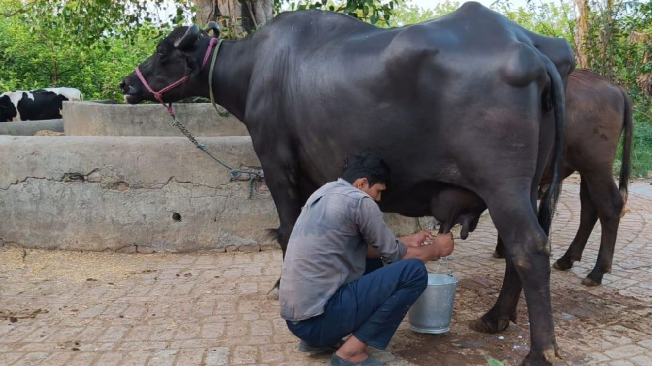 Buffalo Gargi