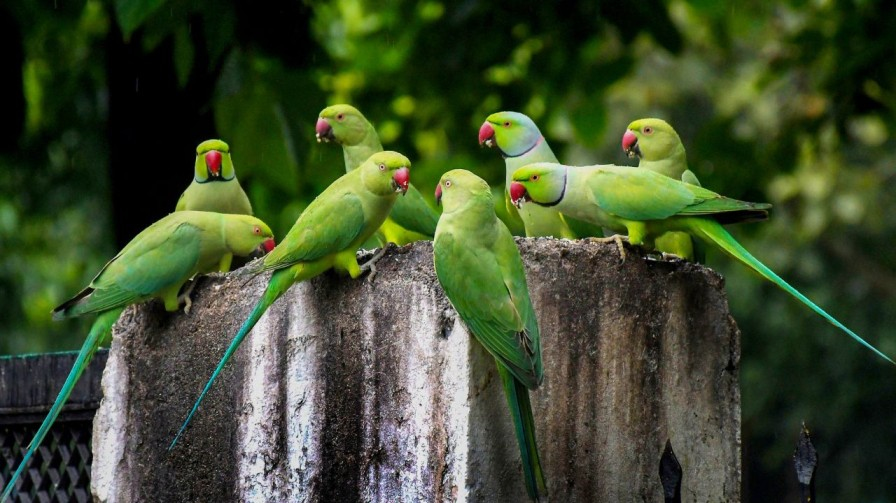 Parrots damage farmer pomegranates in Maharashtra