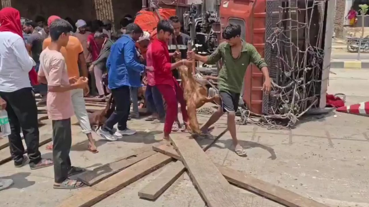A goats truck overturned in kaushambi Uttar Pradesh