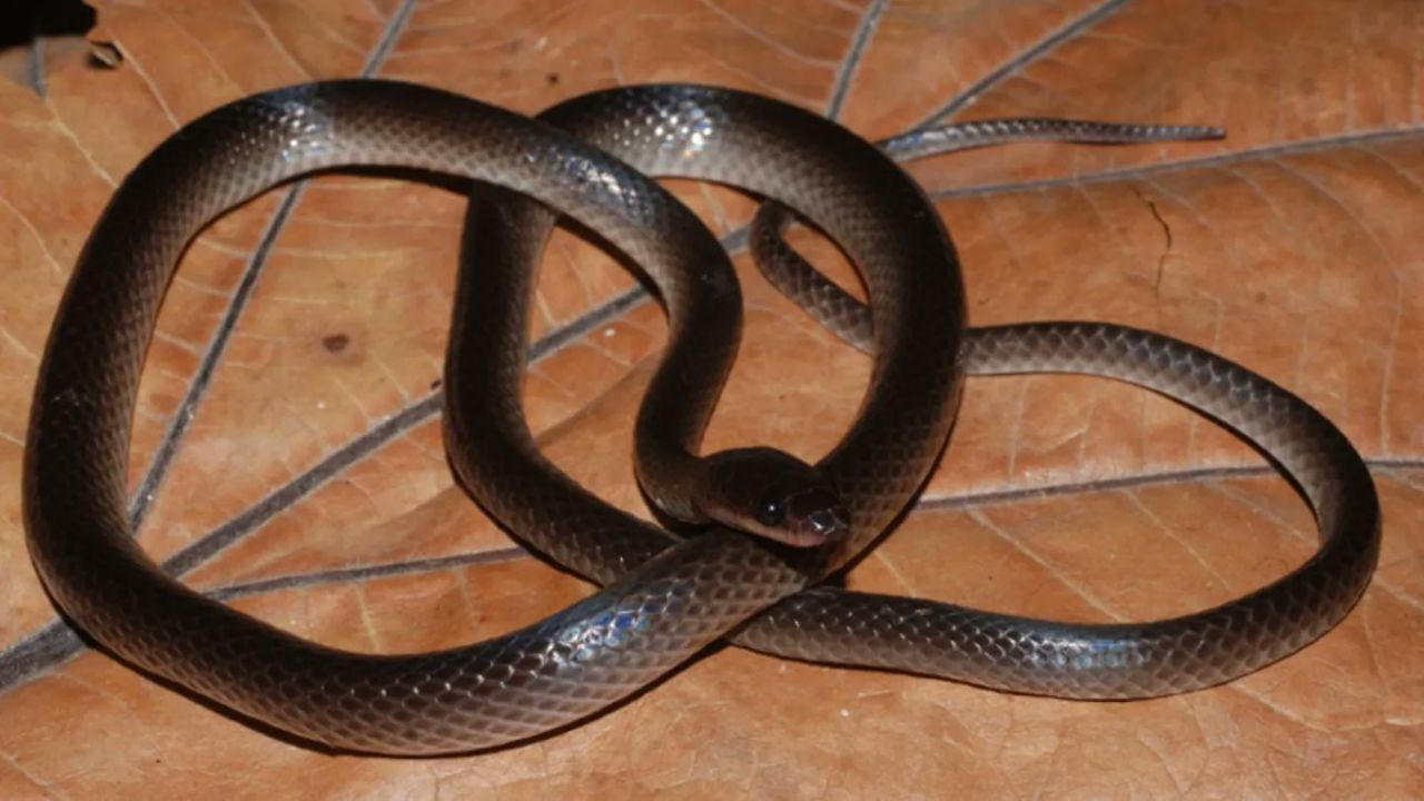 New Snake Species found in New Guinea forest name based on guitarist Slash