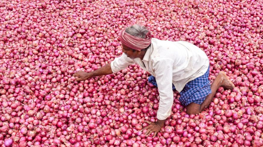 Onion prices will rise further Diwali