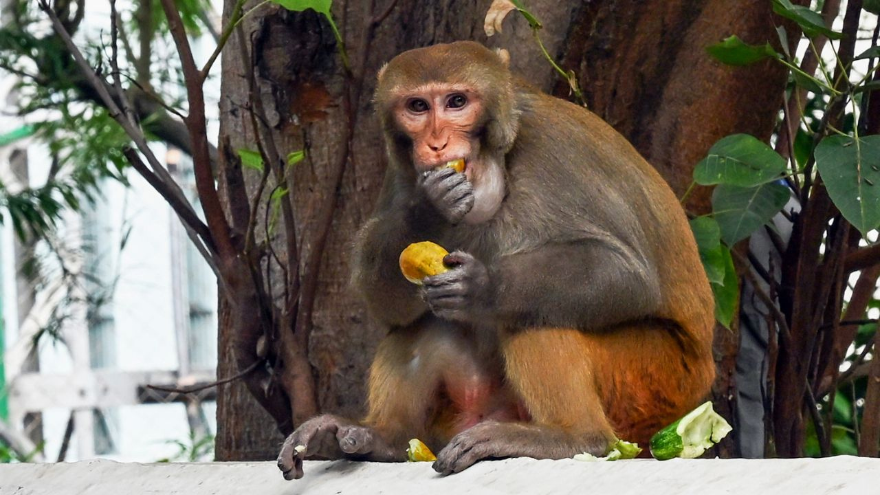 Maharashtra satara Malharpeth 75 monkey rescue 
