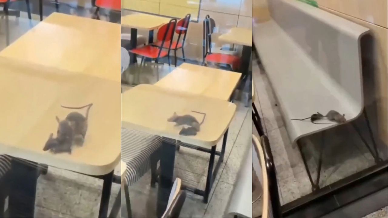 Rats running across table at Rajkot McDonalds
