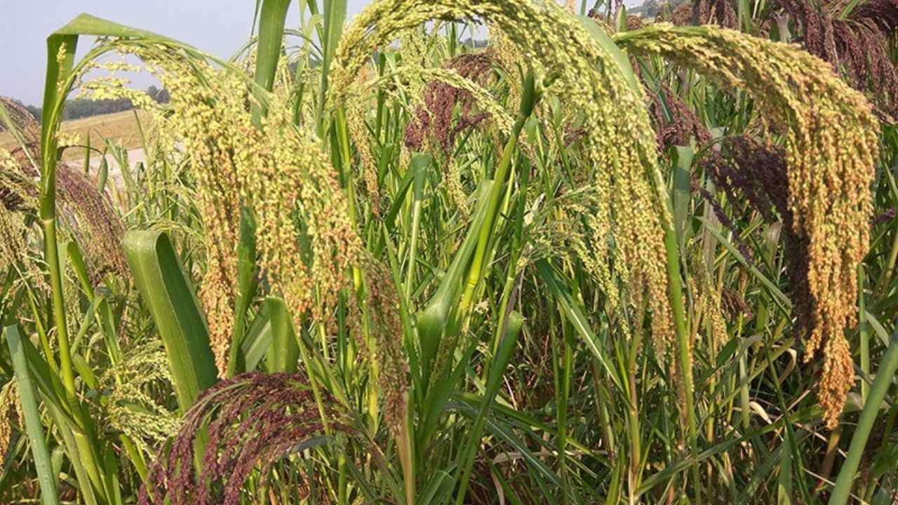 what is kodo and its side effects 