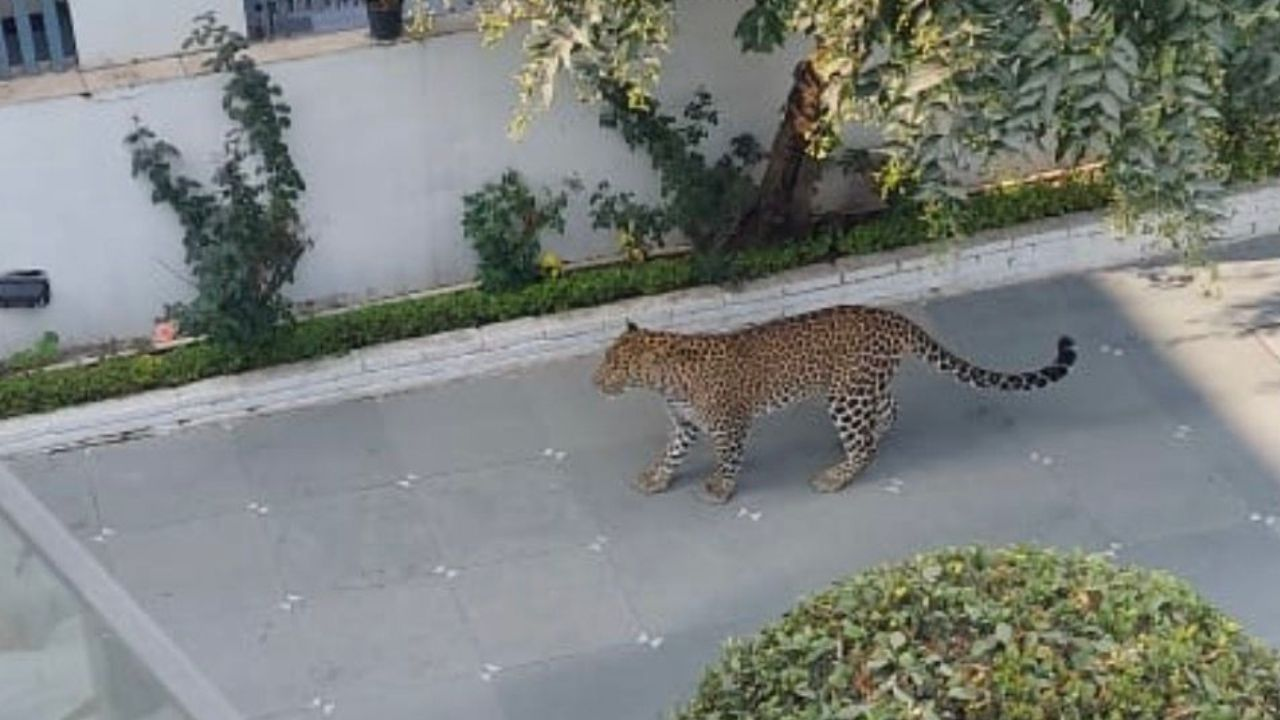 Leopard in panchkula