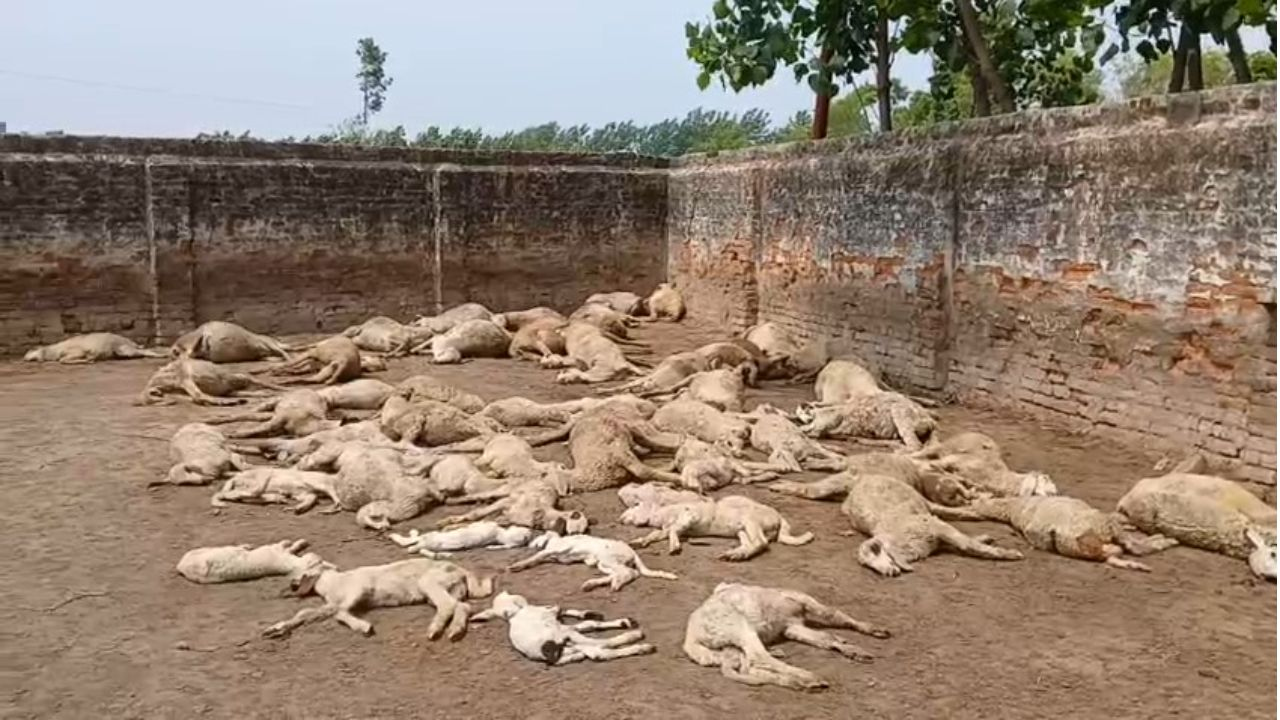 Saharanpur sheep death