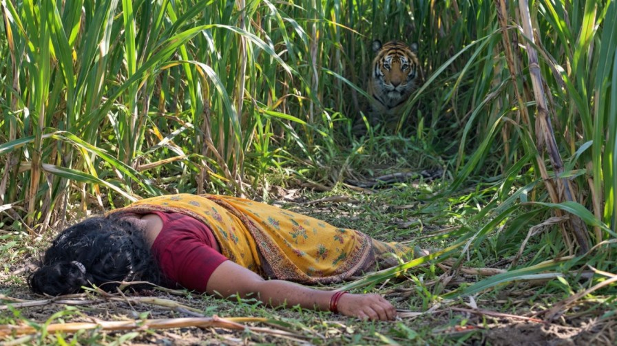 Valmiki Tiger Reserve attack