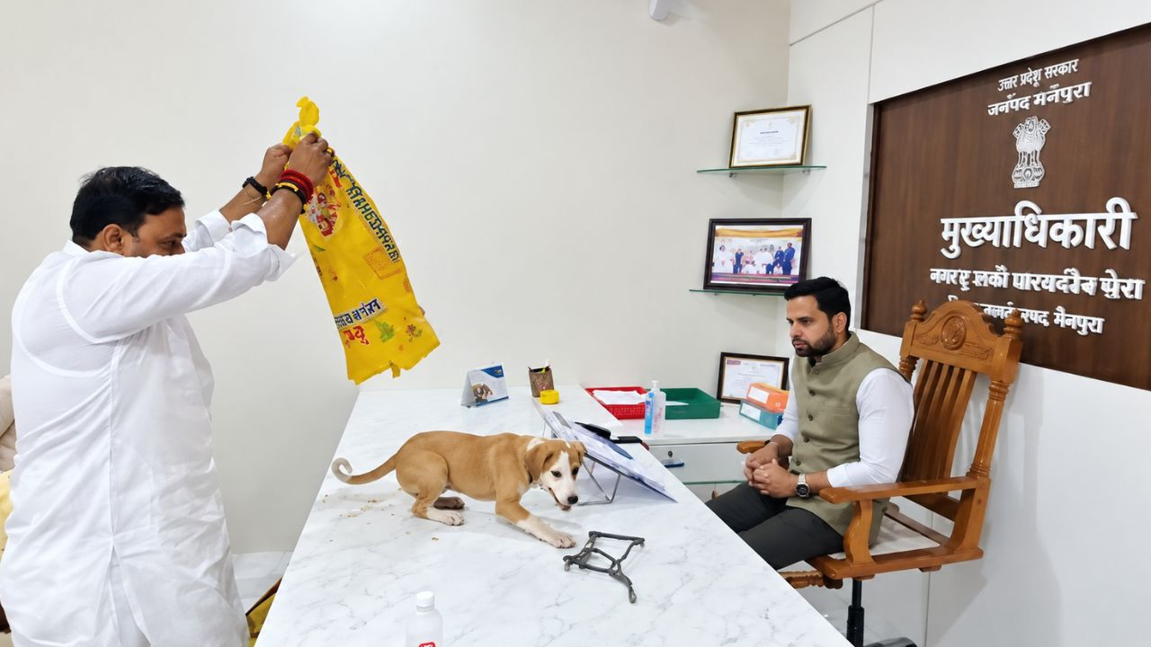 Stray Dogs Viral Video 