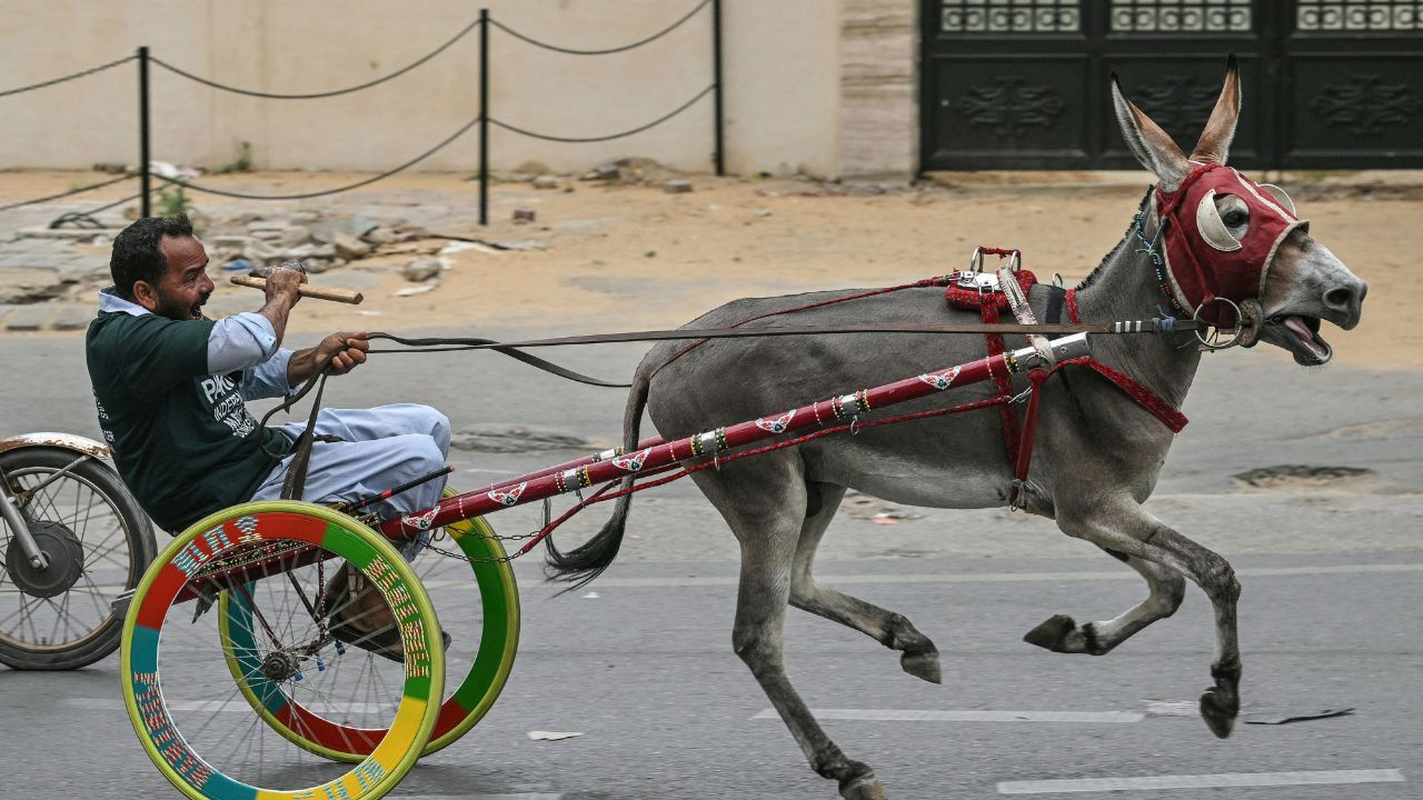 Donkey race in pakistan 