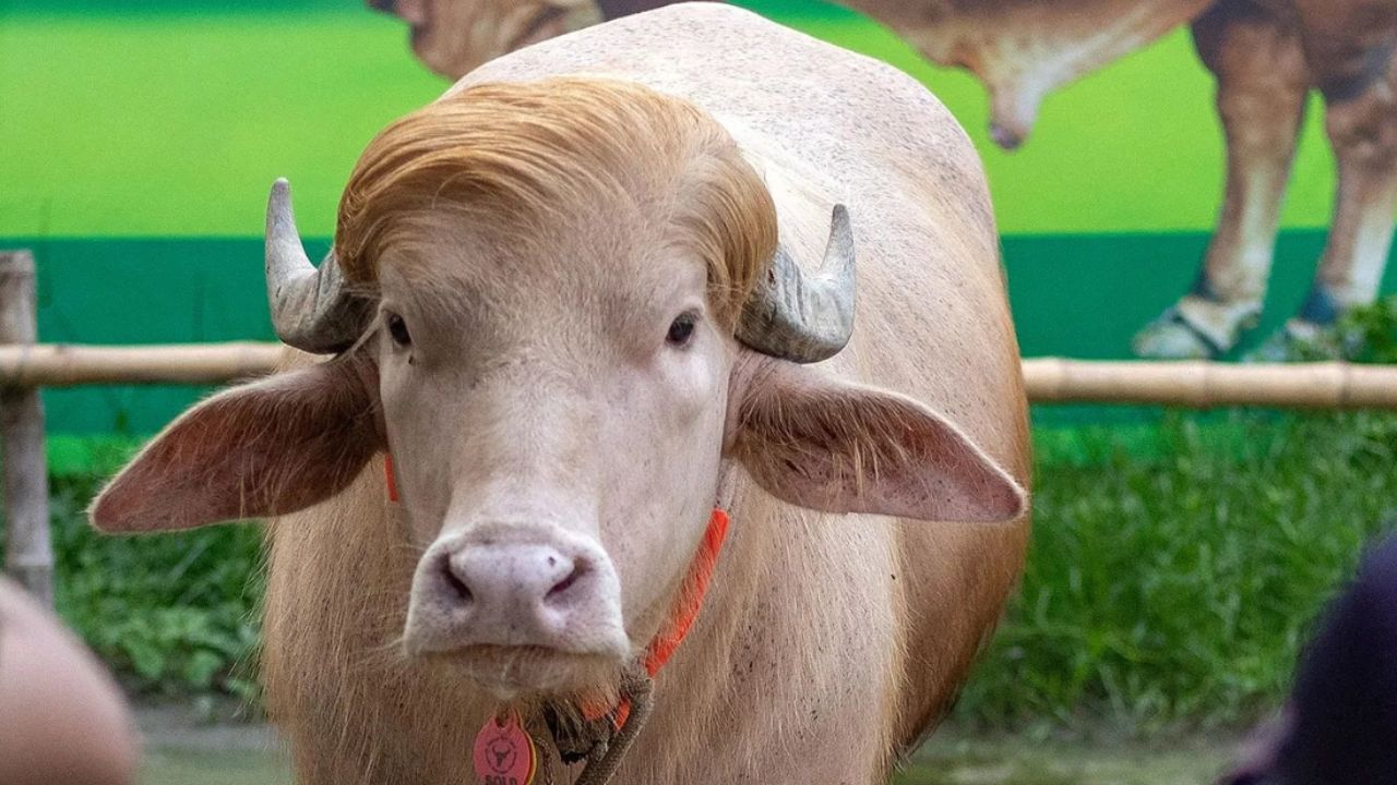 Buffalo