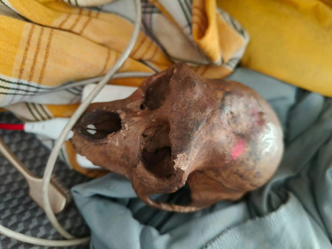 Monkey skull