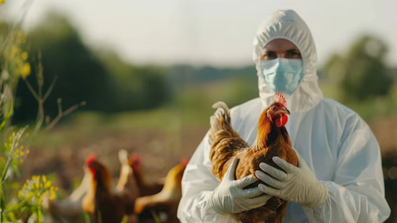 bird flu