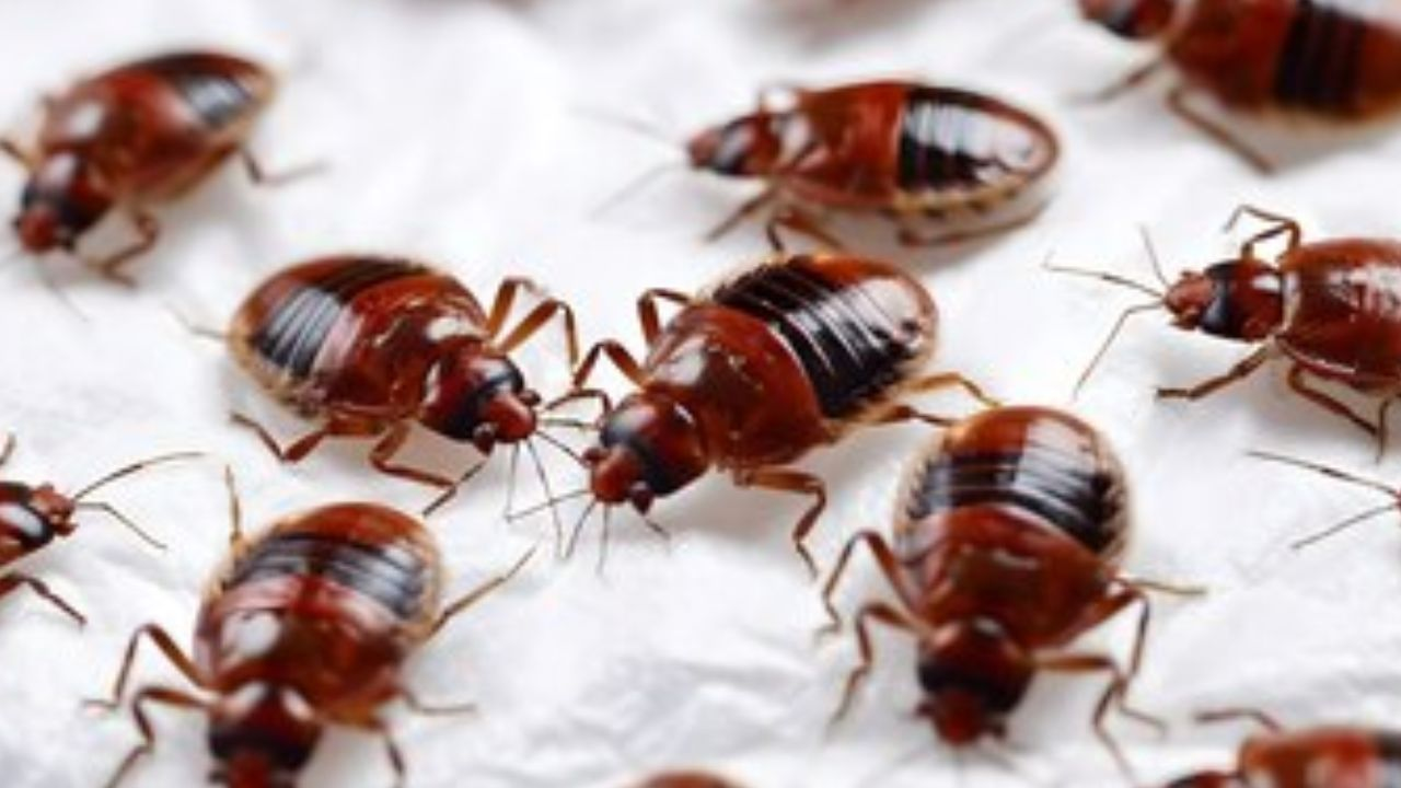 Cockroach