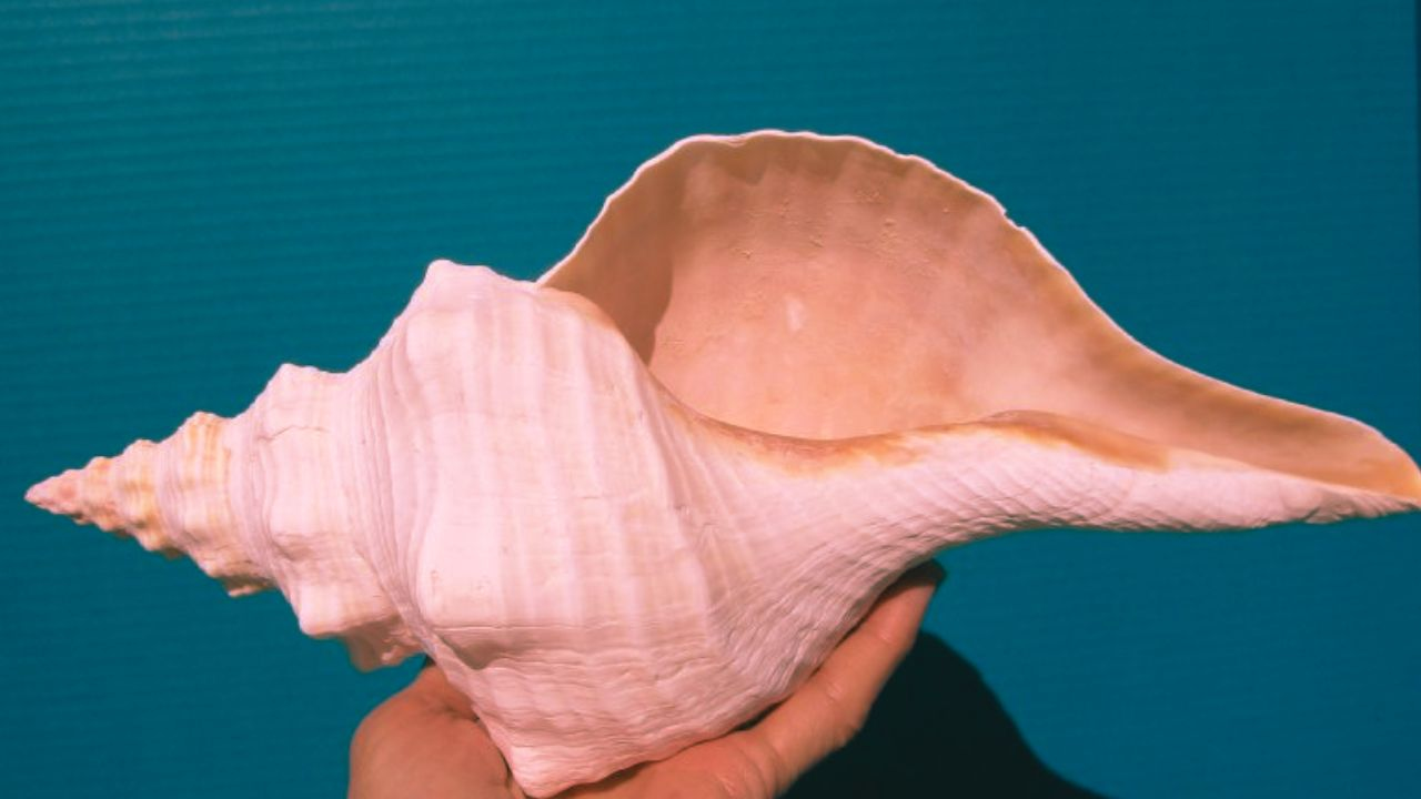 Conch
