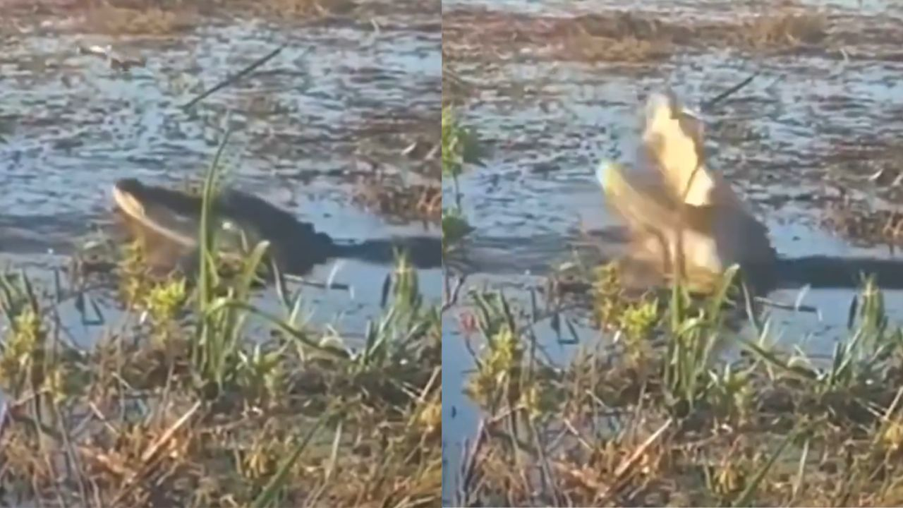 crocodile video