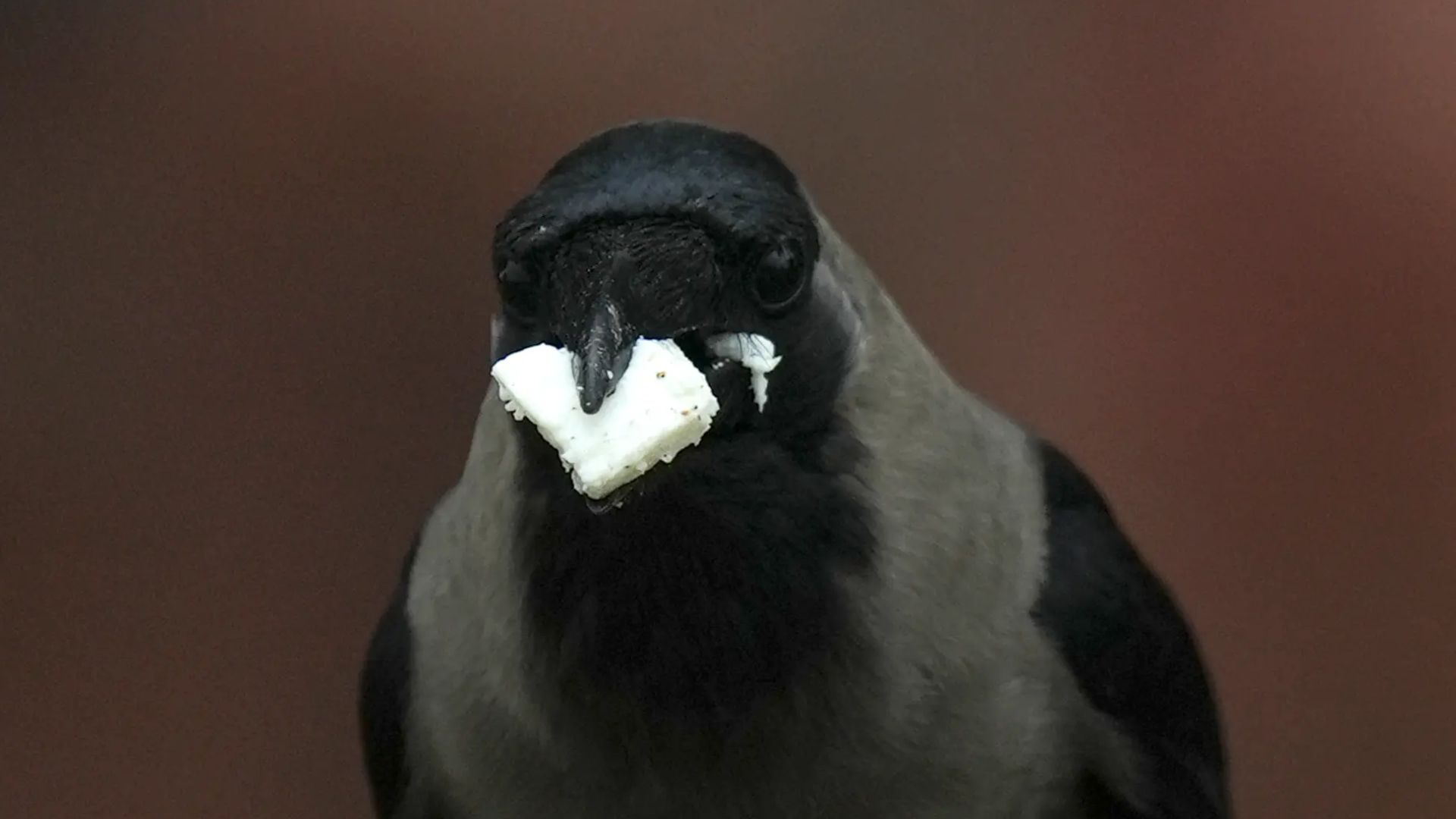 Crow