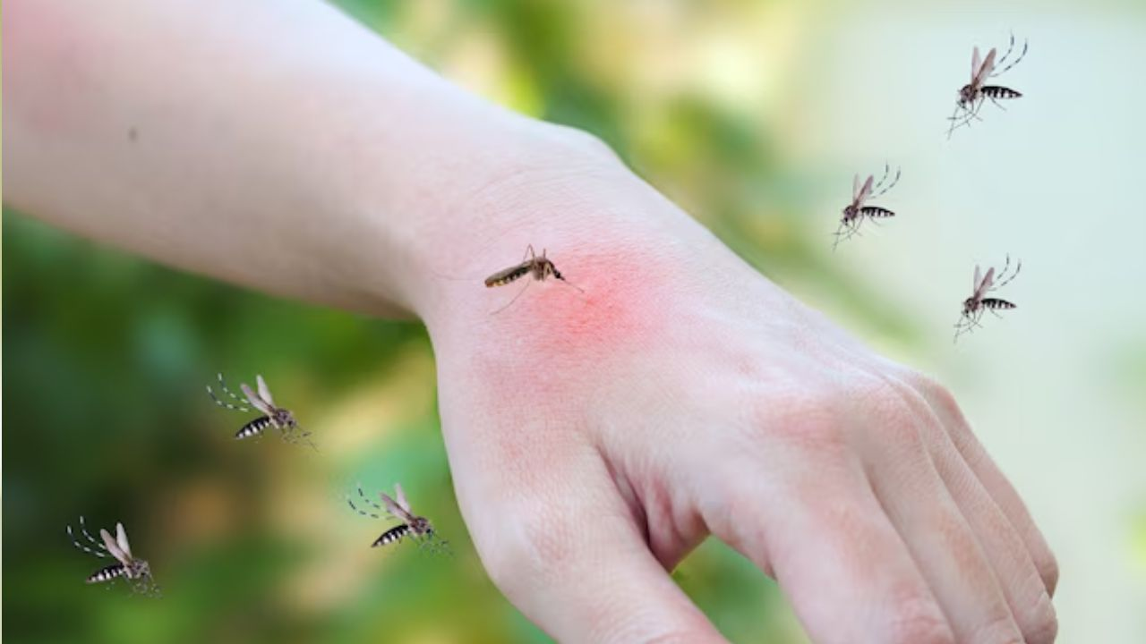 dengue