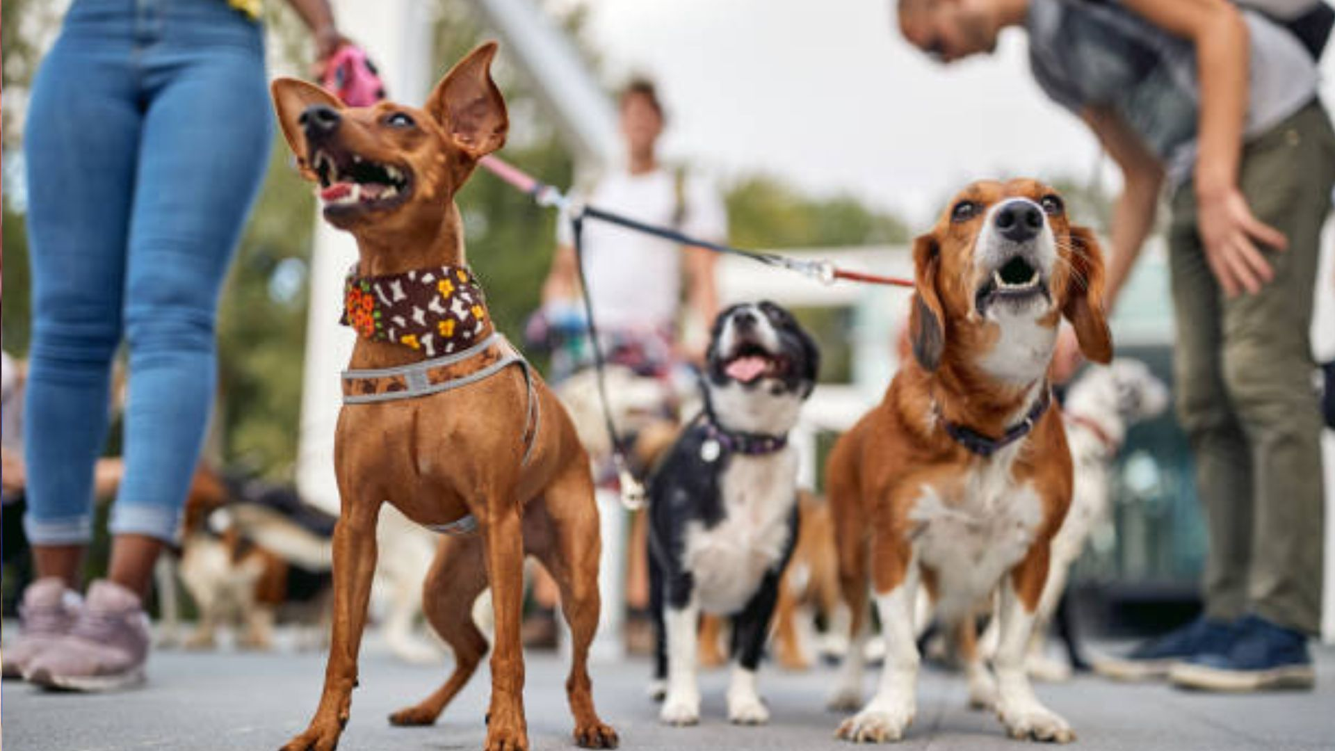 dog 