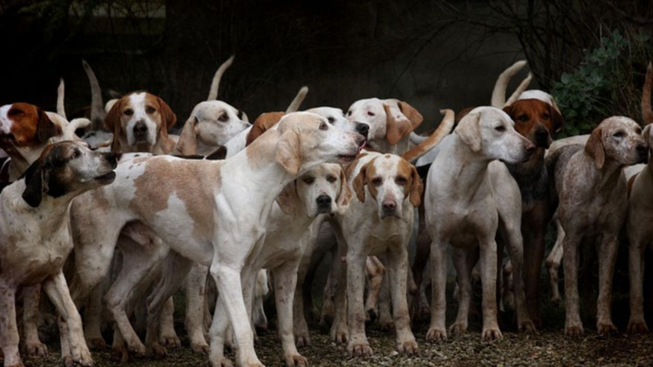 LaVonne Hoff dog attack