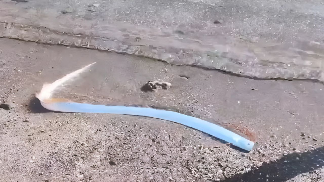Oarfish