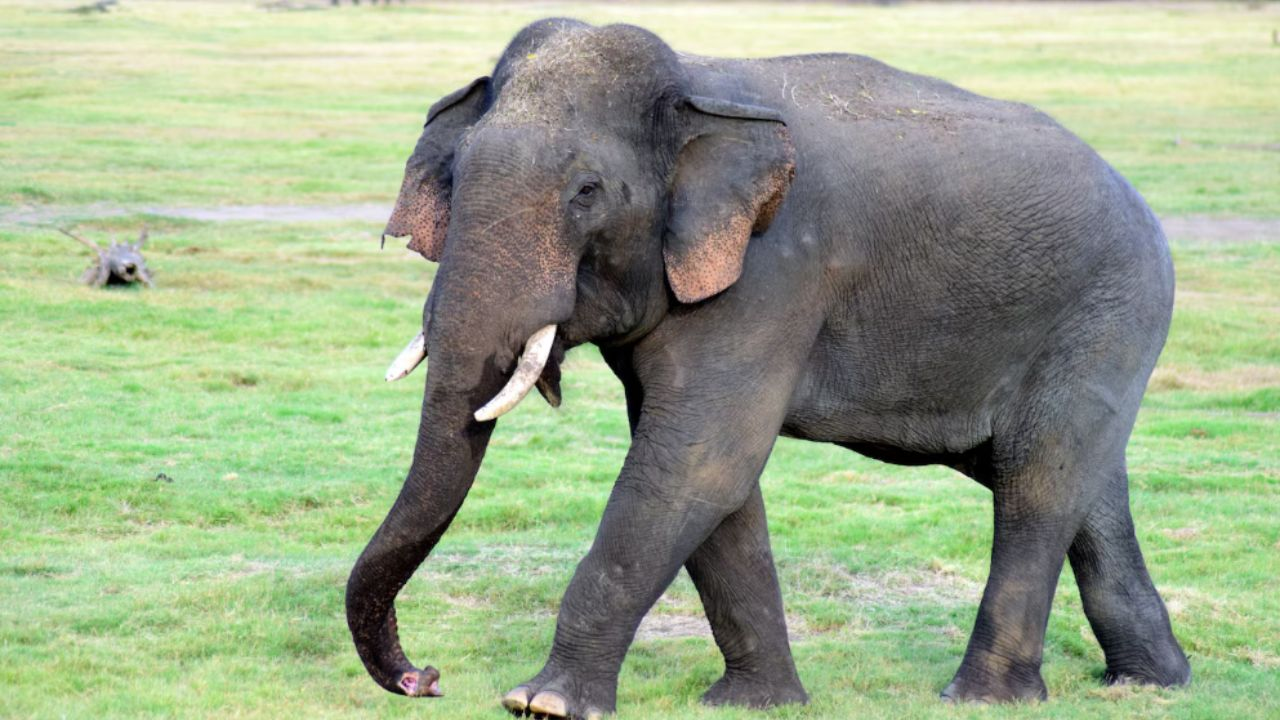 angry elephant