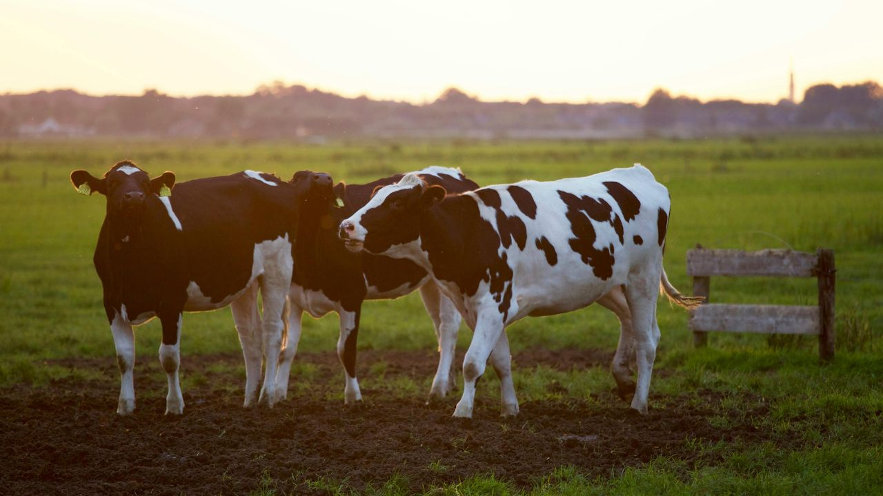 21st National Livestock Census began in Andhra Pradesh 