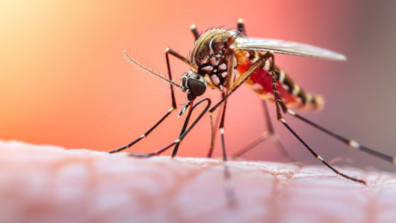malaria vaccine