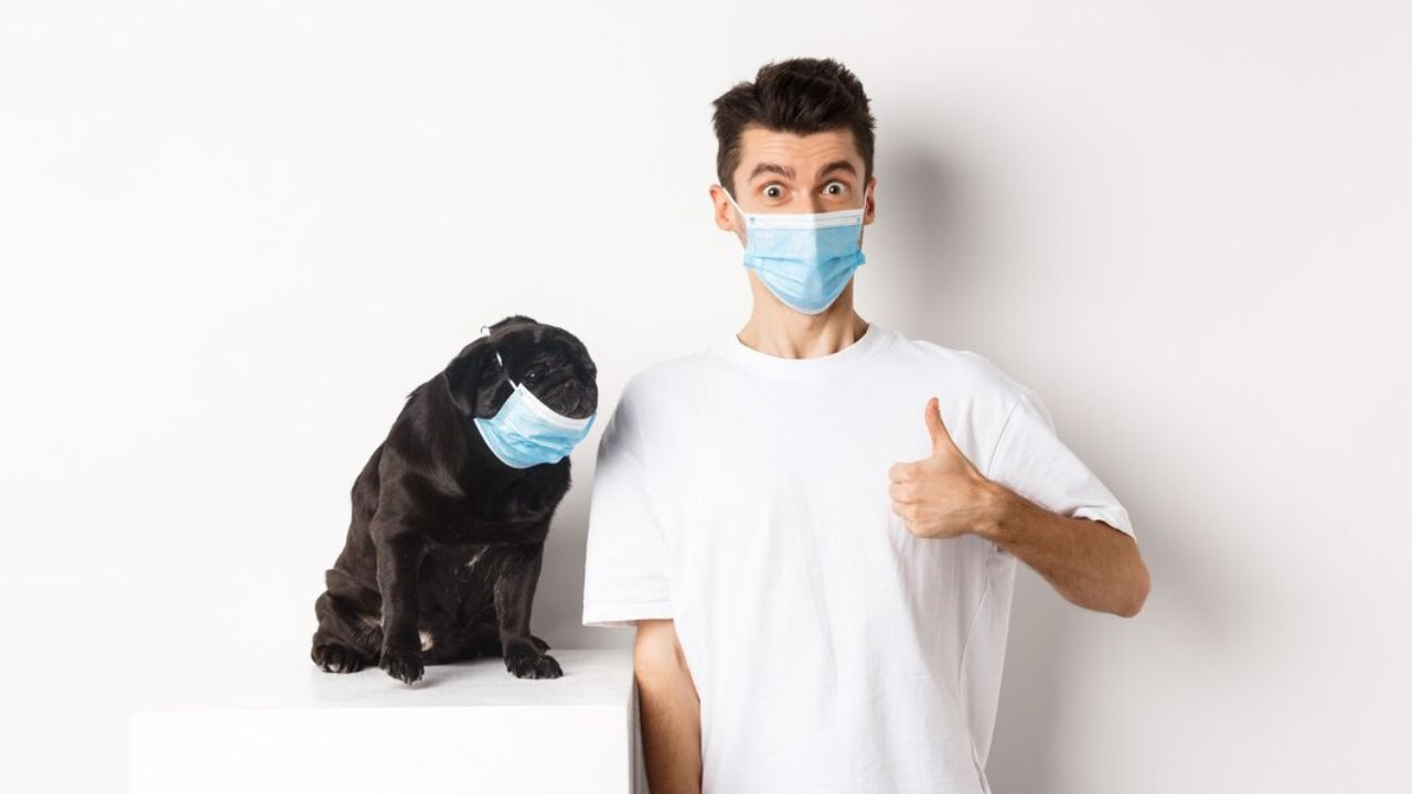 Dog wearing mask