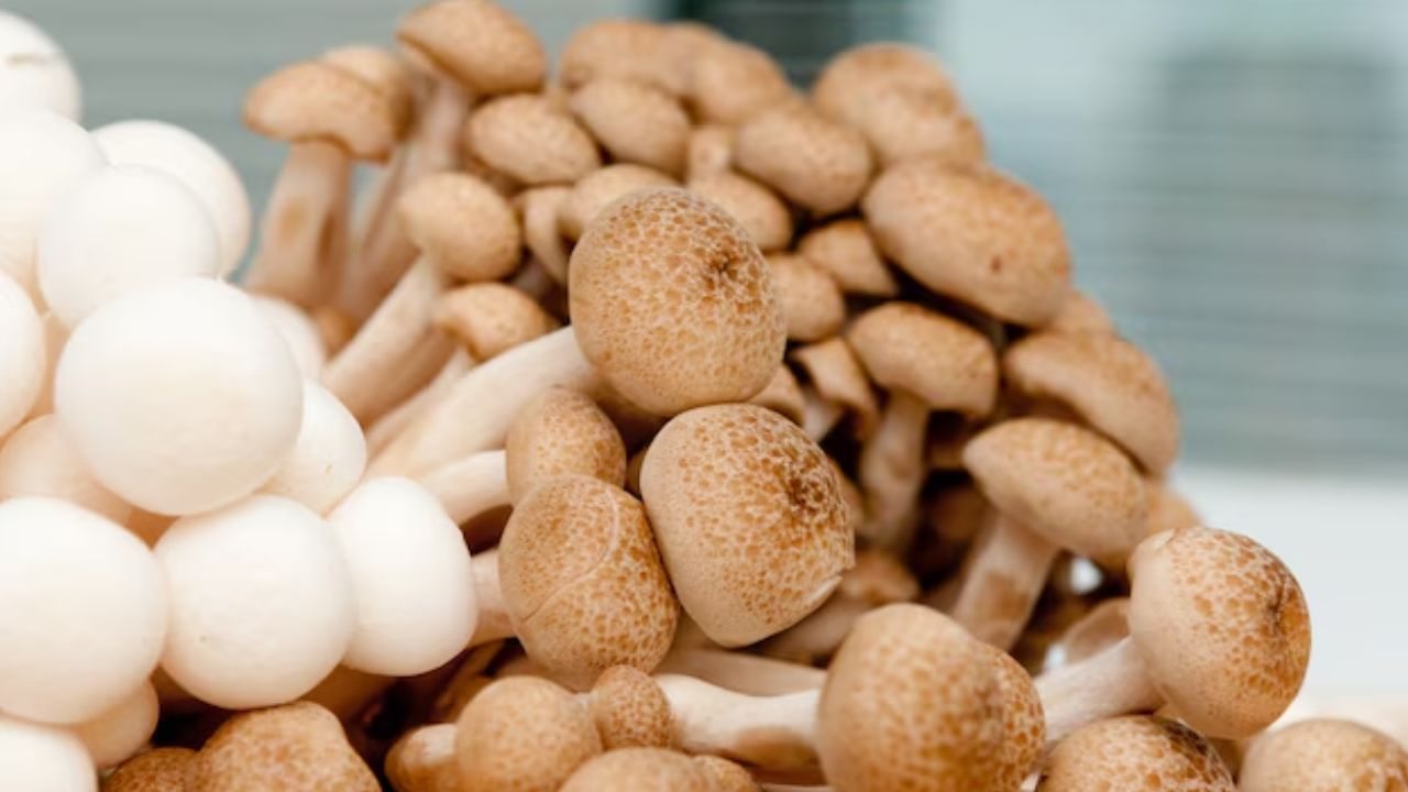 bangla Mushroom