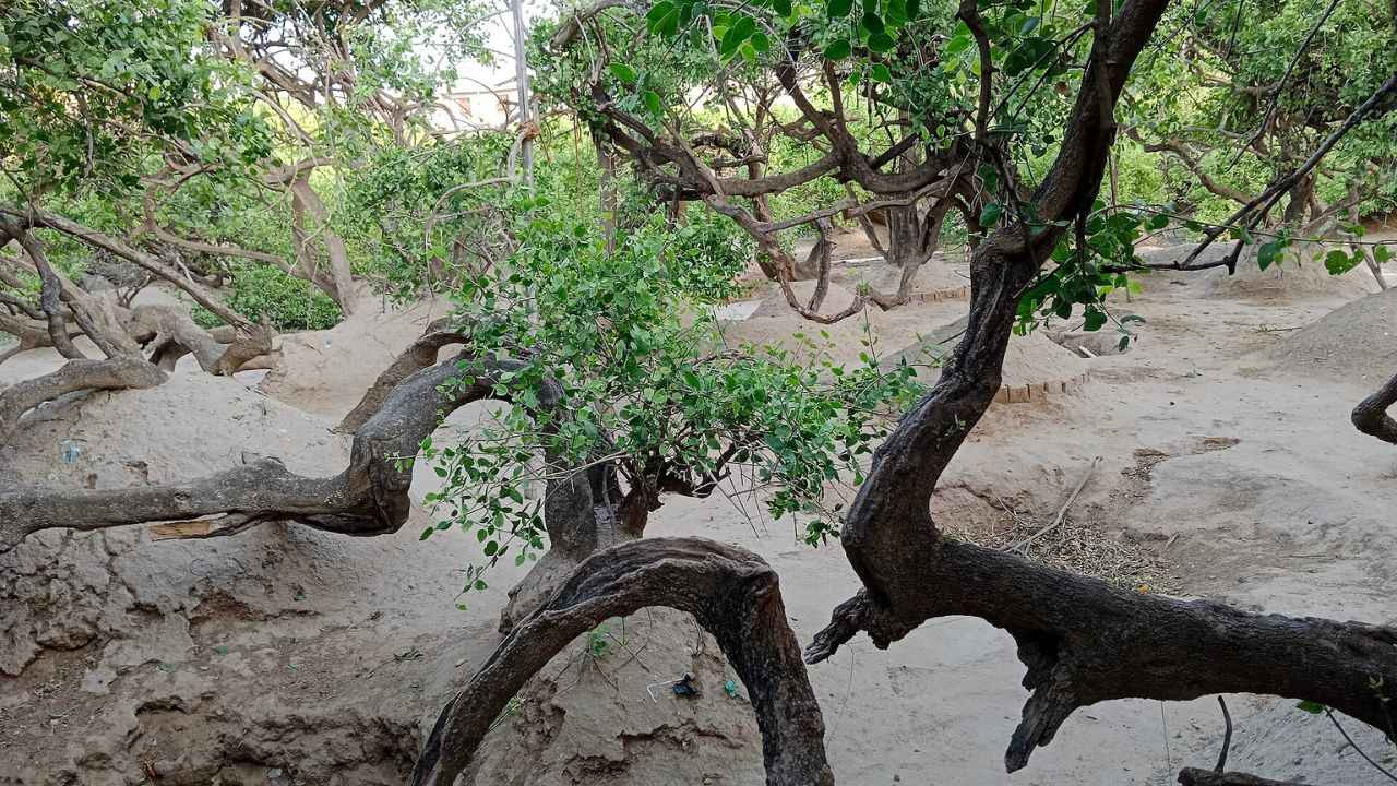 Image of Nidhivan in Vrindavan