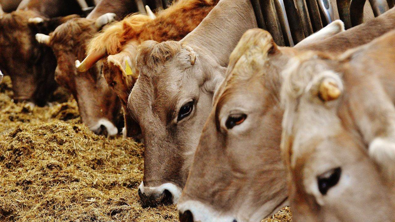 Image of Cow in America