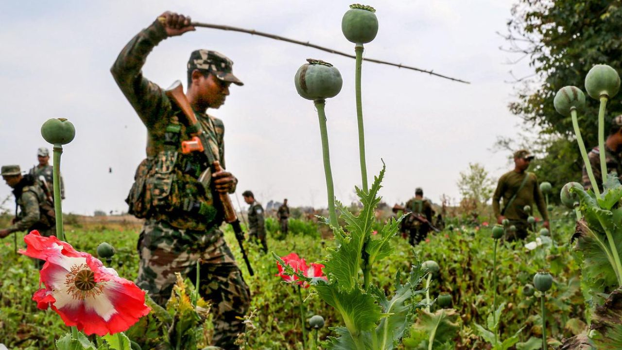 Illegal Poppy Farms