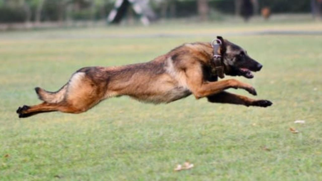 Army Dog Phantom