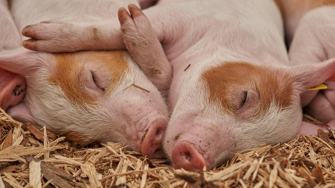 pig kidney transplant in USA 
