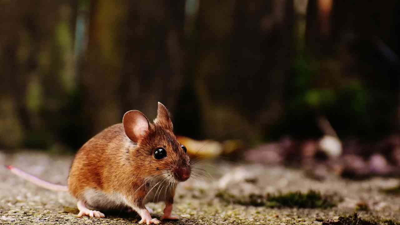 blood cancer child dies of rat bite in Jaipur hospital 