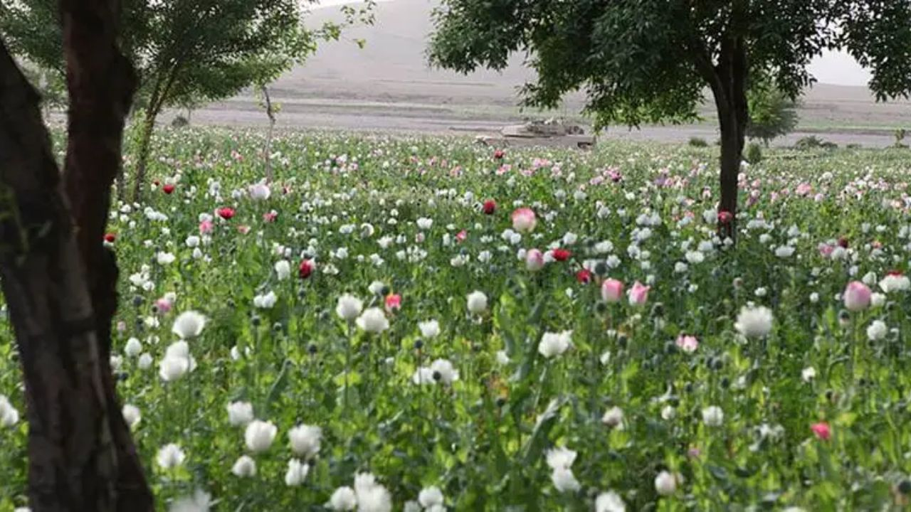 sawariya mandir opium 
