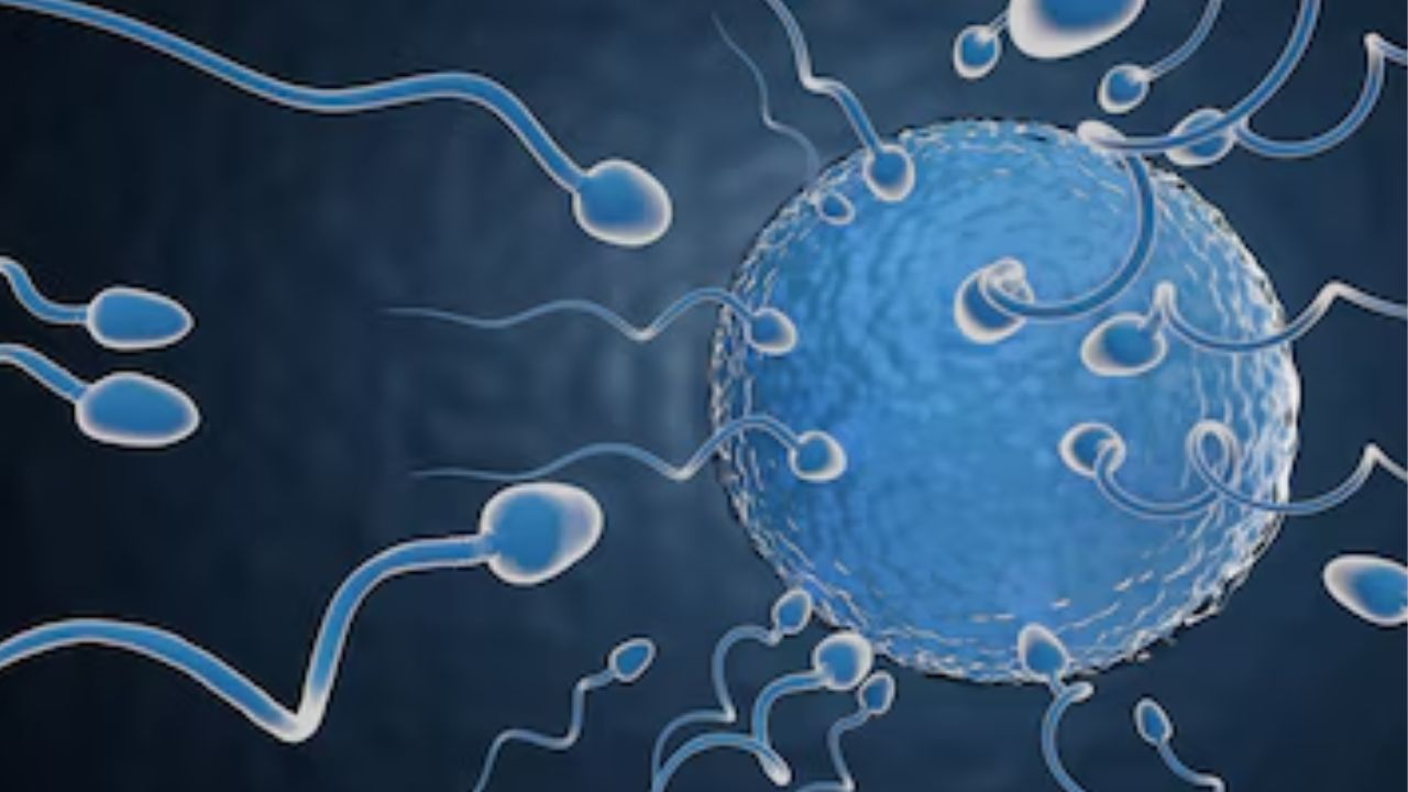 Sperm Racing